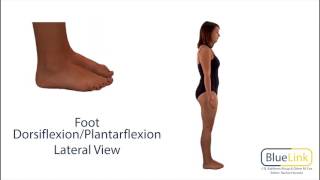 Foot Dorsiflexion Plantarflexion [upl. by Thorbert812]