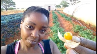 Growing Cape Gooseberries for the 1st time  Superfood [upl. by Aridaj]