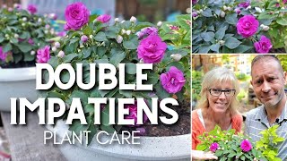 🌿 Double Impatiens Care  Friday Plant Chat 🌿 [upl. by Esilenna814]