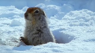 How an Arctic Squirrel Survives Winter  Wild Alaska  BBC Earth [upl. by Aokek]