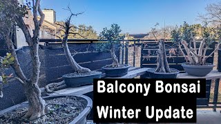 Balcony Bonsai Winter tour [upl. by Ronoc858]