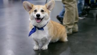 Everything About The Corgi In 60 Seconds [upl. by Valdas]