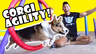 DIY Corgi Agility Course at Home  Life After College Ep 643 [upl. by Olympia]