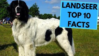 Landseer Dog Breed  TOP 10 Interesting Facts [upl. by Gav]