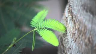 The Moving Plant Mimosa Pudica [upl. by Rinum36]