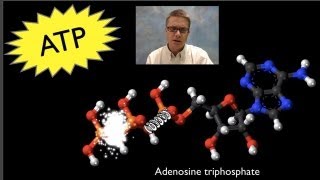 ATP Adenosine Triphosphate [upl. by Leilamag968]