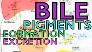 BILE PIGMENTS  BILIRUBIN VS BILIVERDIN  FORMATION AND EXCRETION [upl. by Cointon]