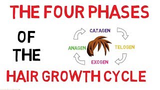 Understanding The Hair Growth Cycle  Adam Explains [upl. by Ynogoham479]