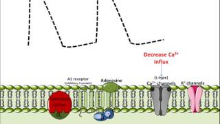 Mechanism of Action for Adenosine [upl. by Selena]