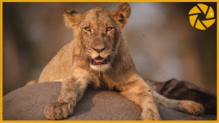 Into The Okavango Delta  A Botswana Safari Adventure I Wildlife Photography [upl. by Rowell]