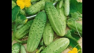 Start Your Pickling Cucumber Garden [upl. by Ydnal]