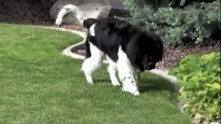 Titan 7 months old Landseer Newfoundland [upl. by Marcie]