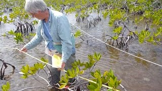 Living on the Edge Mangroves [upl. by Armallas]