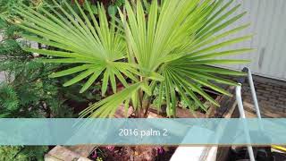 Growth rate trachycarpus 20112018 [upl. by Arocet]