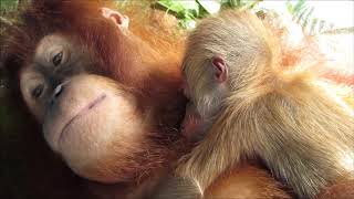 Mother orangutan with newborn infant [upl. by Mchenry339]