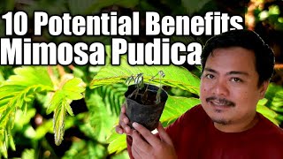 10 POTENTIAL HEALTH BENEFITS OF MIMOSA PUDICASHY PLANTMAKAHIYA PLANT [upl. by Aeresed]