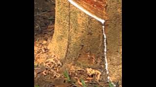 Rubber Tree Tapping Demonstration [upl. by Annirak]