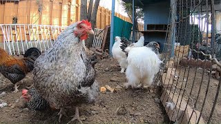 Backyard Chickens 10 Hours Relaxing Chicken Sounds Video Hens Clucking Roosters Crowing [upl. by Fields]