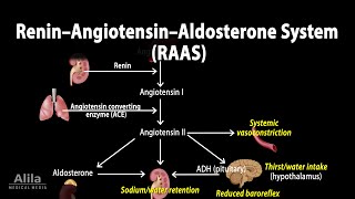 The Renin–Angiotensin–Aldosterone System RAAS Animation [upl. by Delcina]