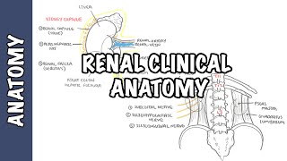 Kidneys  Clinical Anatomy renal anatomy [upl. by Ahsined]