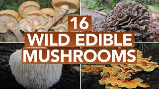 16 Wild Edible Mushrooms You Can Forage This Autumn [upl. by Buckden]