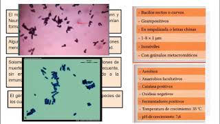 Corynebacterium Diphtheriae  Microbiologia Médica [upl. by Nolram]