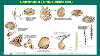 Ustilago Smut Fungi short description [upl. by Palila]