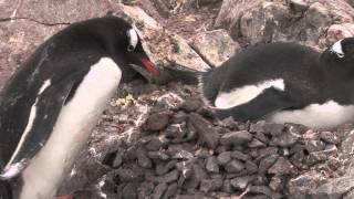 Penguin Nest Making in Antarctica [upl. by Eberhart280]