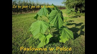 Paulownia  co to jest i po co to komu [upl. by Seidule48]