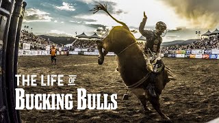 The Life of Bucking Bulls [upl. by Tedder436]