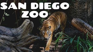 San Diego Zoo  Walking Tour 4K [upl. by Niels]