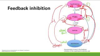 Hypothalamic Pituitary Axis  Endocrine System  Step 1 Simplified [upl. by Cher569]