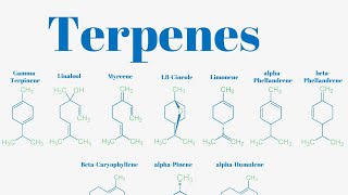 Terpenes And Isoprene Units Explained [upl. by Notserk886]