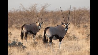 African Safari Virtual Field Trip [upl. by Nylirehc195]