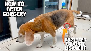 My Beagle Dog Cruciate Ligament Recovery  Tips amp Tricks [upl. by Ahsim]