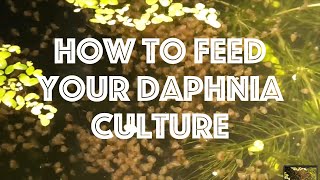 How To Feed Your Daphnia Culture [upl. by Ynattirb]