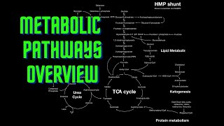 USMLE Step 1  Lesson 54  Metabolic Pathways Overview [upl. by Mya825]