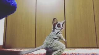 Bush Baby plays with a ball for the first time [upl. by Annavoeg]