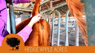 How We Preg Check Our Cows [upl. by Ardme]