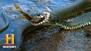 Swamp People Troy and Willie Hunt Monster Pythons Season 10  History [upl. by Ahsirahc176]