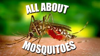 All About MOSQUITOES  Kids News Break [upl. by Moya]