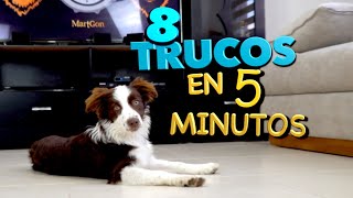 8 Trucos de Perros EN 5 MINUTOS  MartGon [upl. by Francesco]