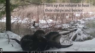 River otter vocalizations and behavior [upl. by Ardeha]