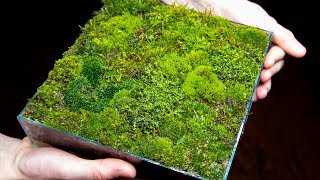 Making a Moss Garden from Scratch Satisfying amp Relaxing [upl. by Moreen]