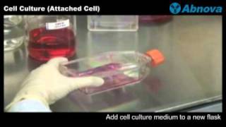 Cell Culture Attached Cell [upl. by Damiani84]