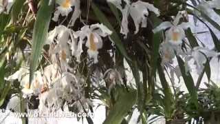 OrchidWeb  Wonderful Coelogynes [upl. by Amor]