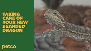 How to  Bearded Dragon and Reptile Care Petco [upl. by Uis]