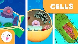 Prokaryotic and eukaryotic cells  Natural Science  Educational video for kids [upl. by Coit]