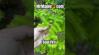 Metasequoia glyptostroboides Soul Fire Golden Dawn Redwood MrMaplecom dawnredwood gardening [upl. by Ocker]