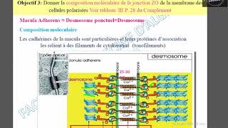 Macula adherens [upl. by Rodgiva]